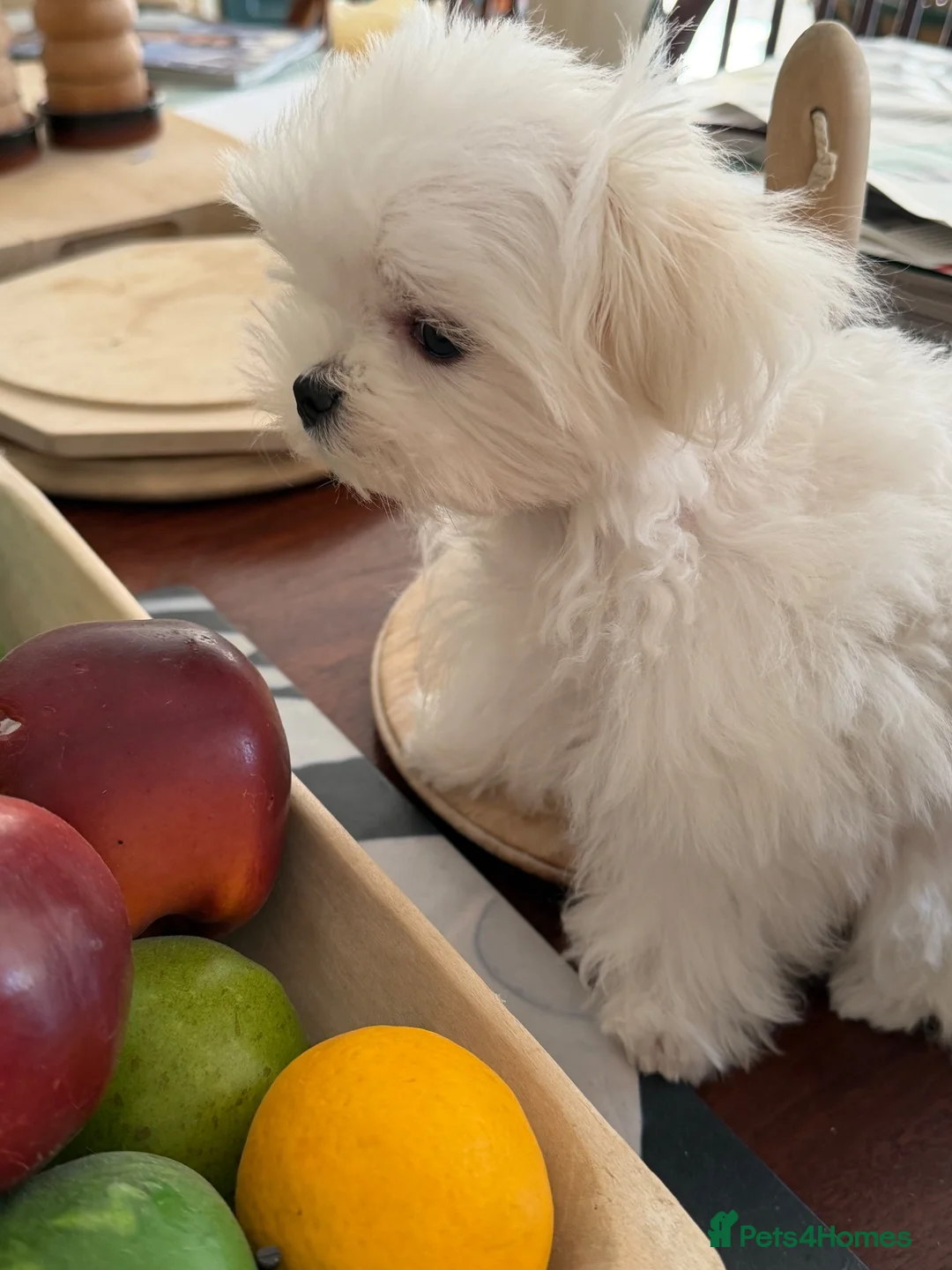Maltese dogs for sale: MINIATURE MALTESE - Advert 1