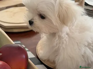 Maltese dogs MINIATURE MALTESE - Advert 5