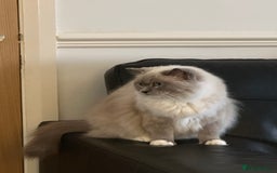 Ragdoll cats for sale: Full pedigree female Blue mitted Ragdoll - Image 2