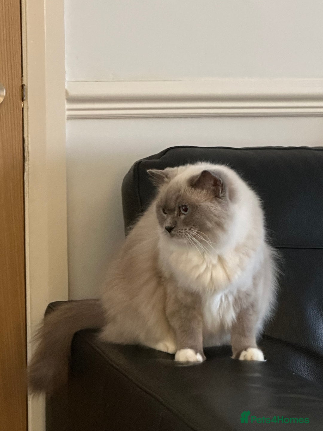 Ragdoll cats for sale: Full pedigree female Blue mitted Ragdoll - Image 2