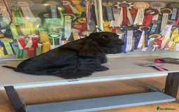 Cocker Spaniel dogs for sale: Show quality pups available  - Image 21