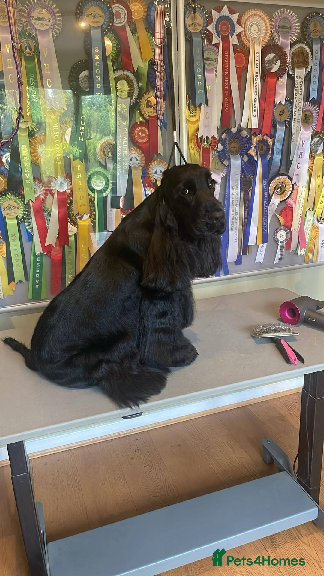 Cocker Spaniel dogs for sale: Show quality pups available  - Image 21