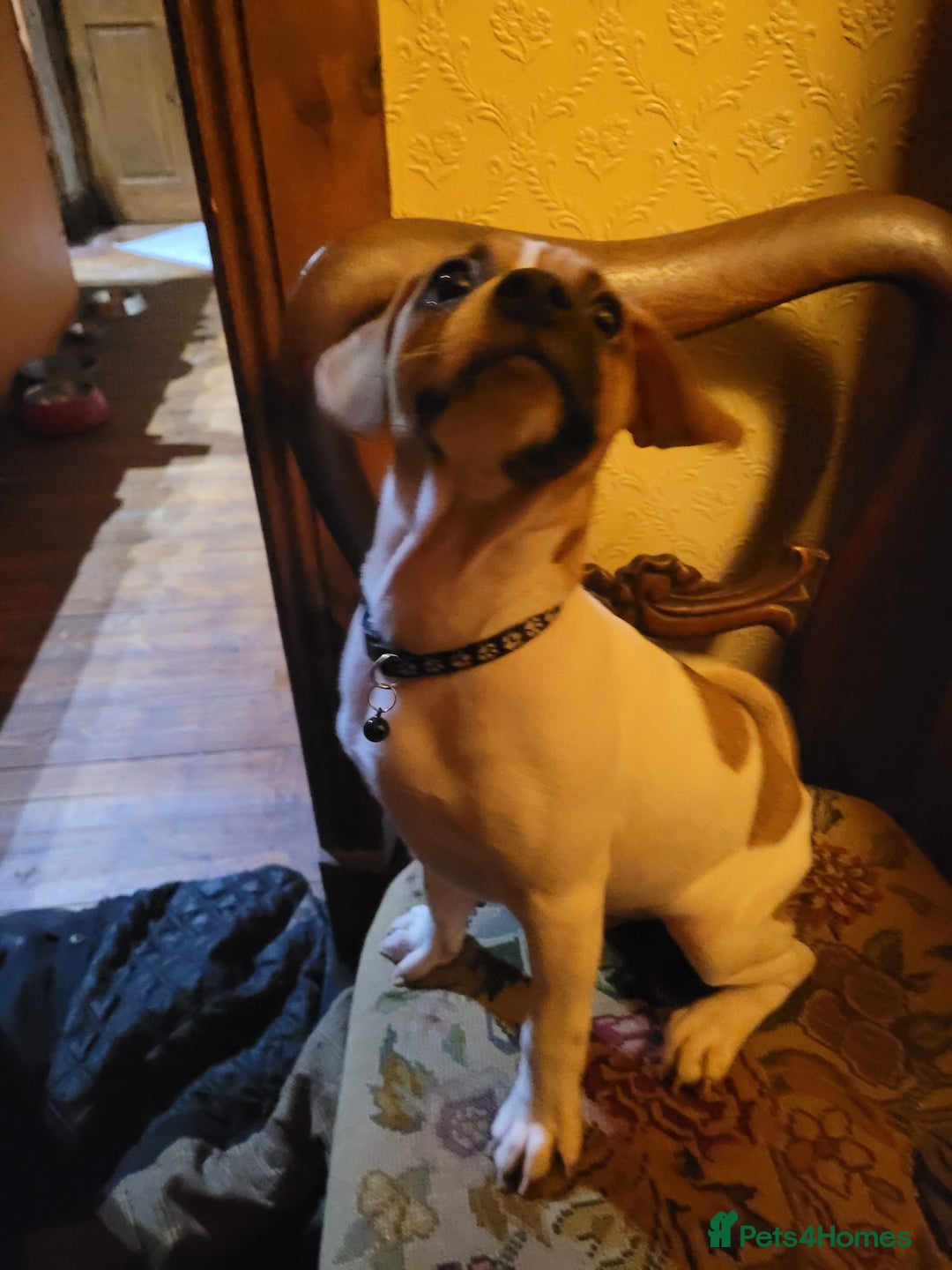 Jug dogs for sale: 15 week old brother and sister Jug puppies  - Advert 5