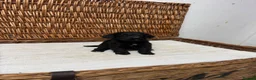 Cockapoo dogs for sale: F1 Toy Cockapoo Puppies – DNA-Tested Parents - Advert 8