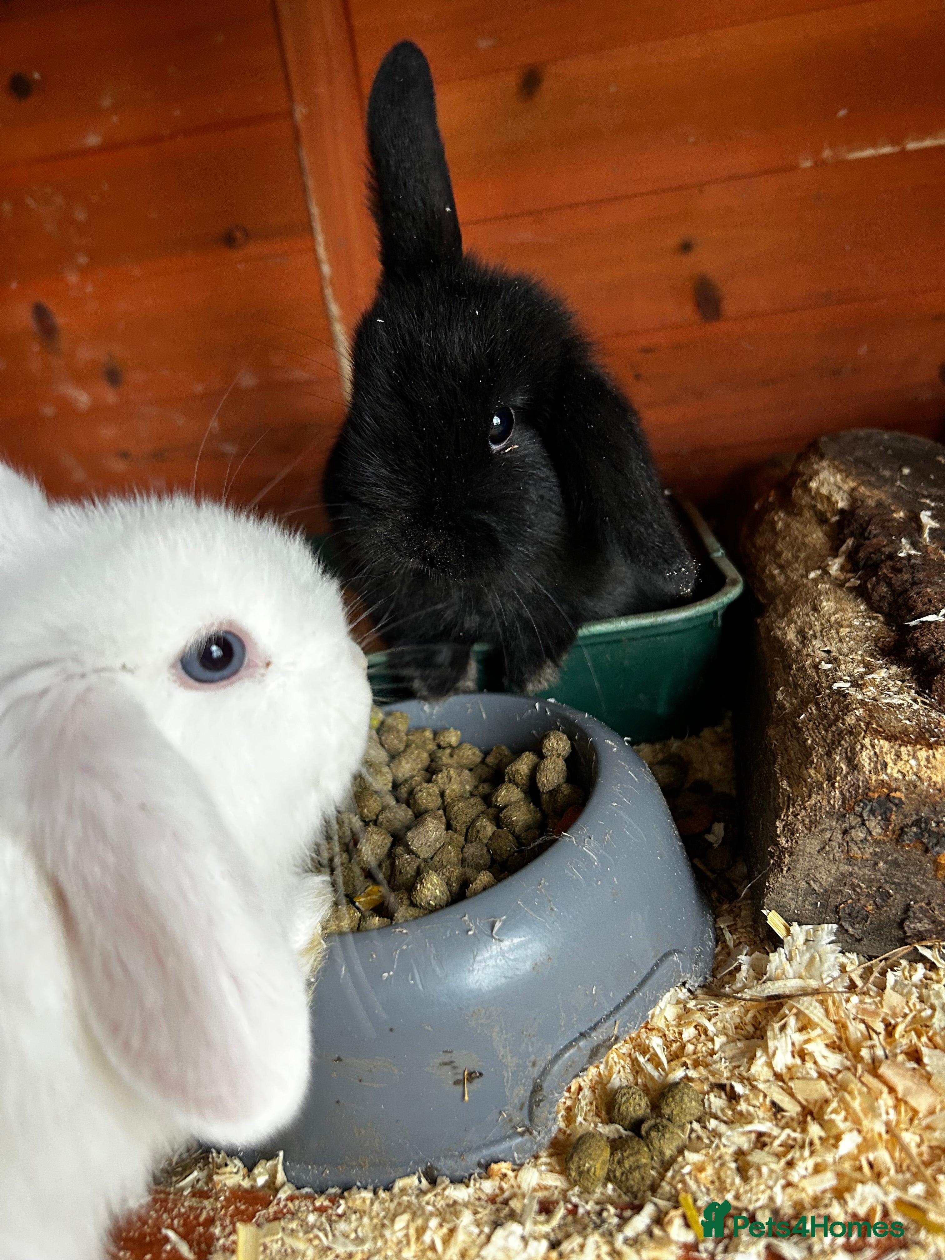 Mixed Breed rabbits Ready NOW 2 remaining mini lop x lop - Advert 16