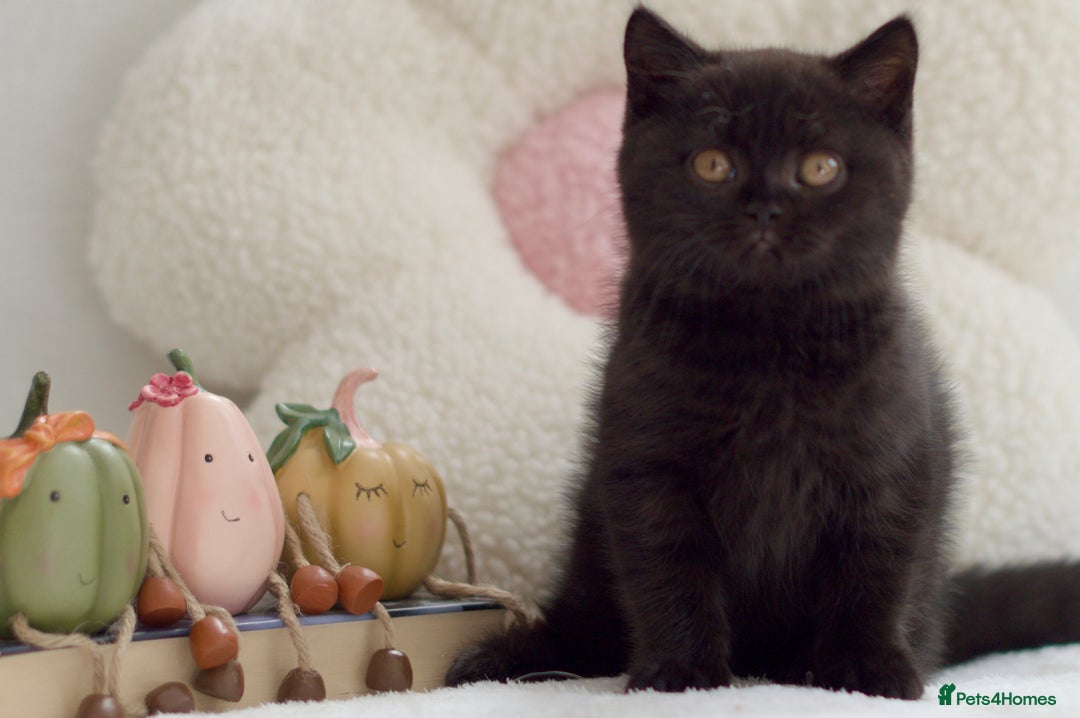 British Shorthair cats for sale: Beautiful BSH kittens 😻 - Image 6