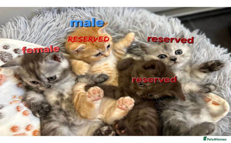 Scottish Fold cats - Advert 10