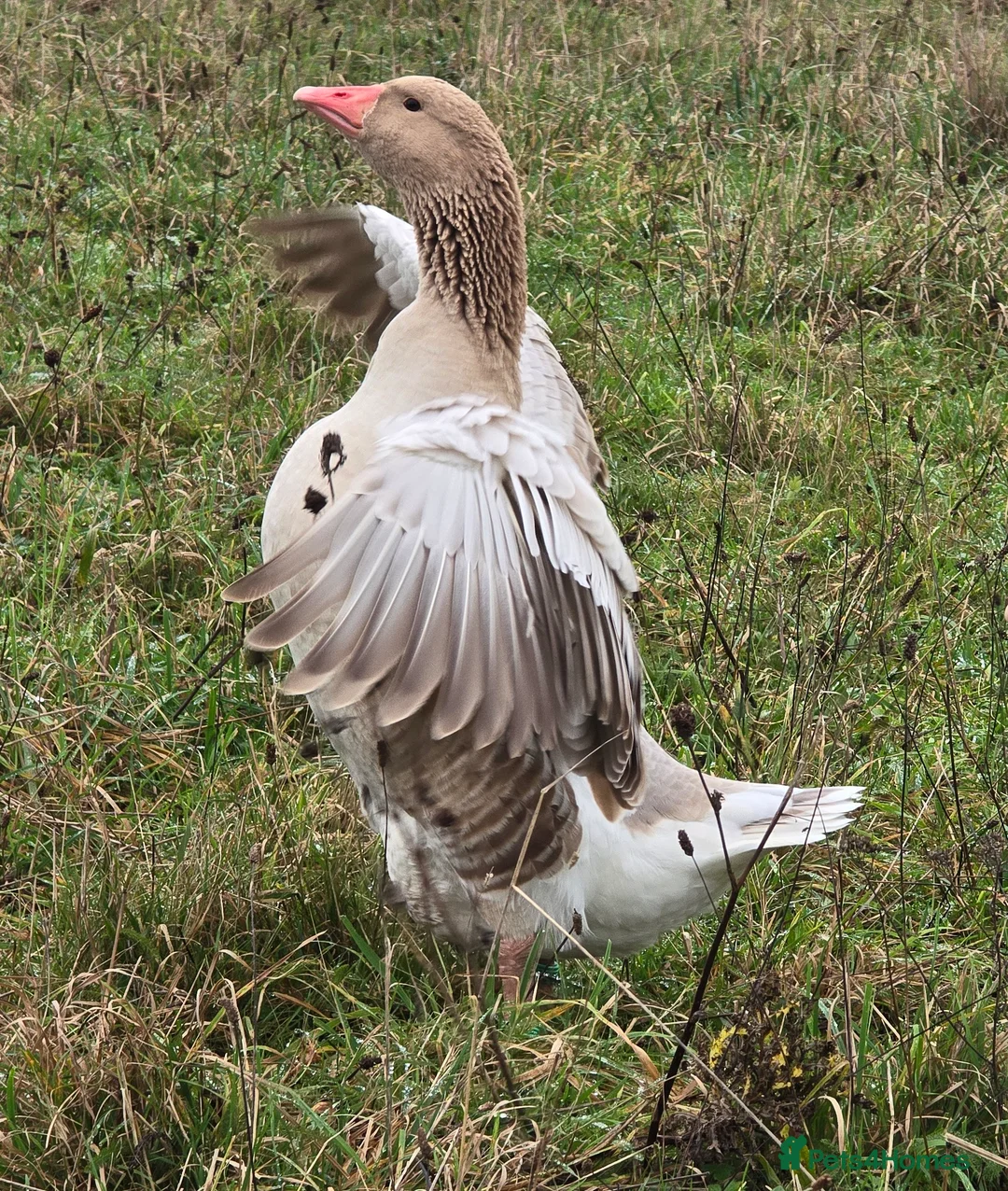 Geese poultry for sale: Brecon Buff Gander for sale - Advert 2