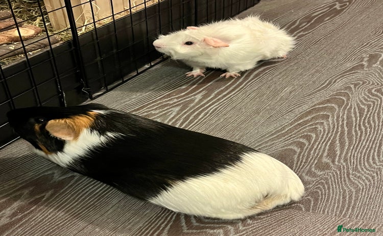 Guinea Pig rodents - Advert 3
