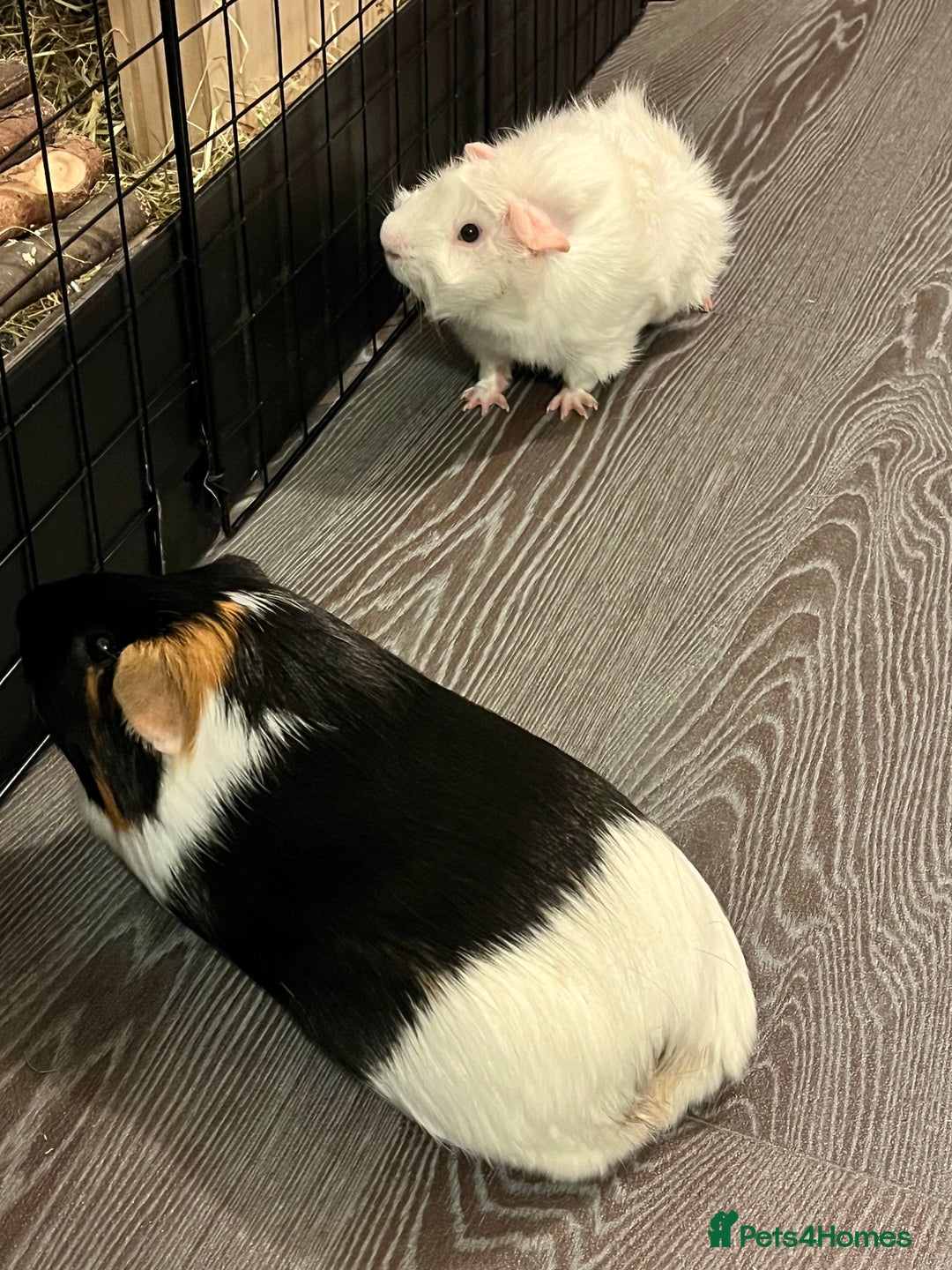 Guinea Pig rodents for sale: Amos and Arthur - Image 1
