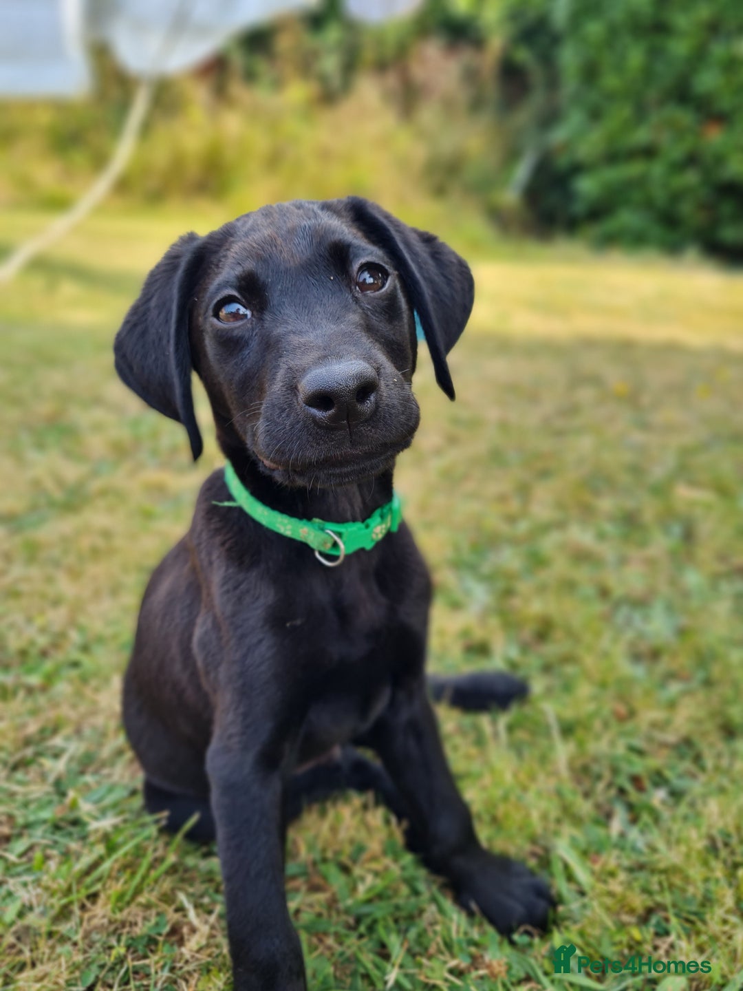Labrador Retriever dogs for sale: Outstanding Black KC Labradors - Image 5