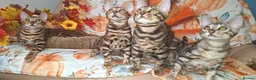 Bengal cats for sale: Stunning Bengal Kittens  - Advert 7