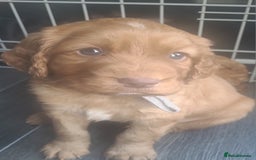 Cocker Spaniel dogs for sale: Working cocker spaniels READY NOW - Image 2