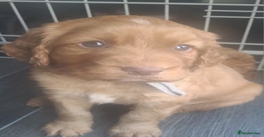 Cocker Spaniel dogs - Advert 10