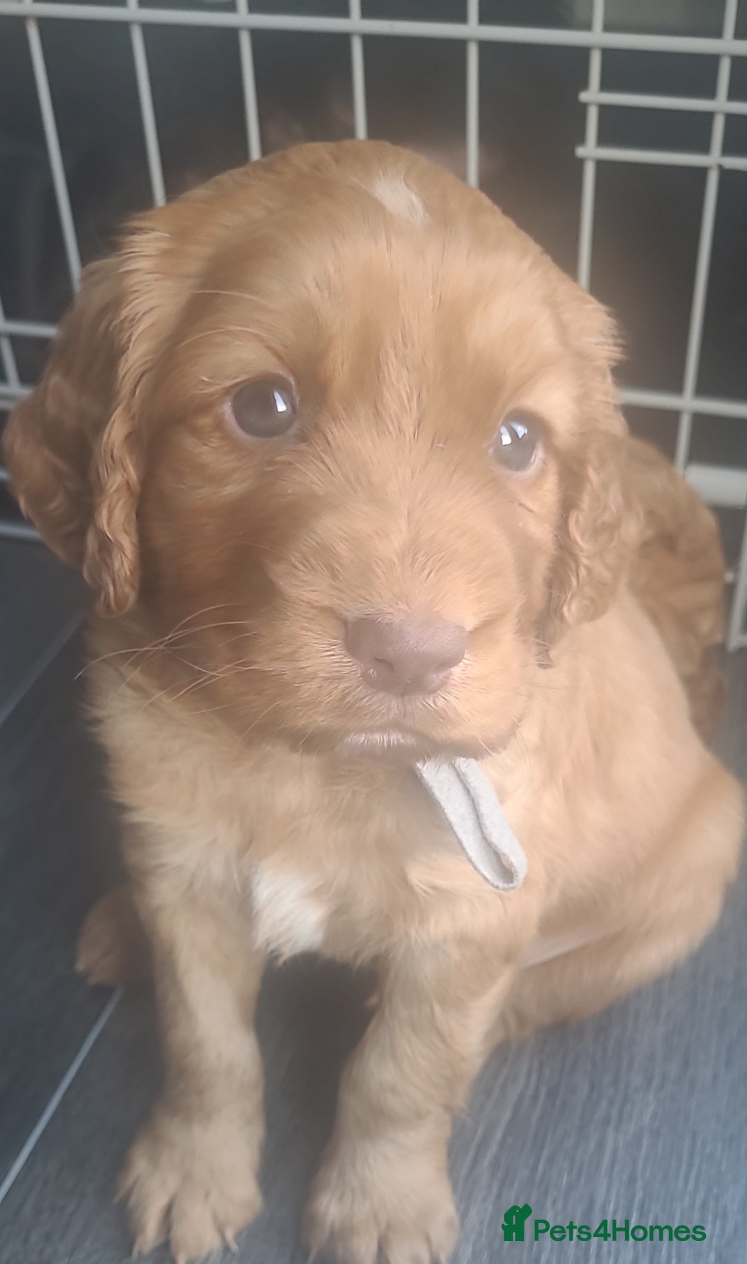 Cocker Spaniel dogs for sale: Working cocker spaniels READY NOW - Image 2