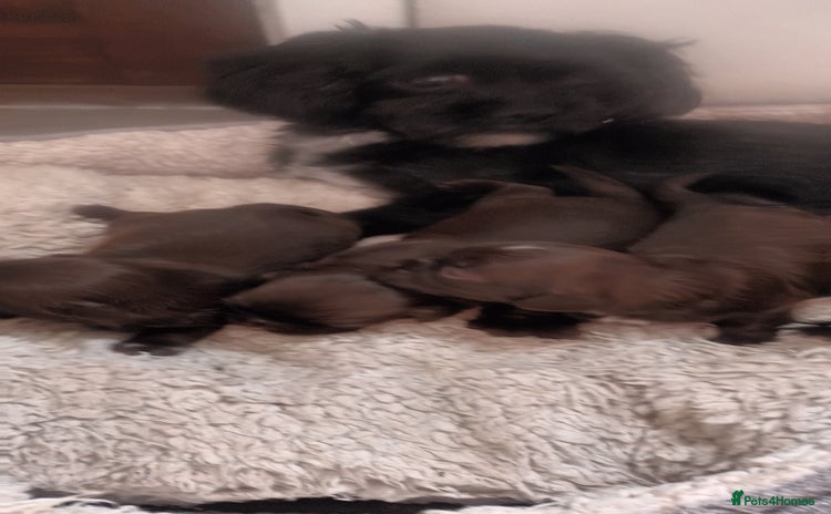 Shihpoo dogs - Advert 2