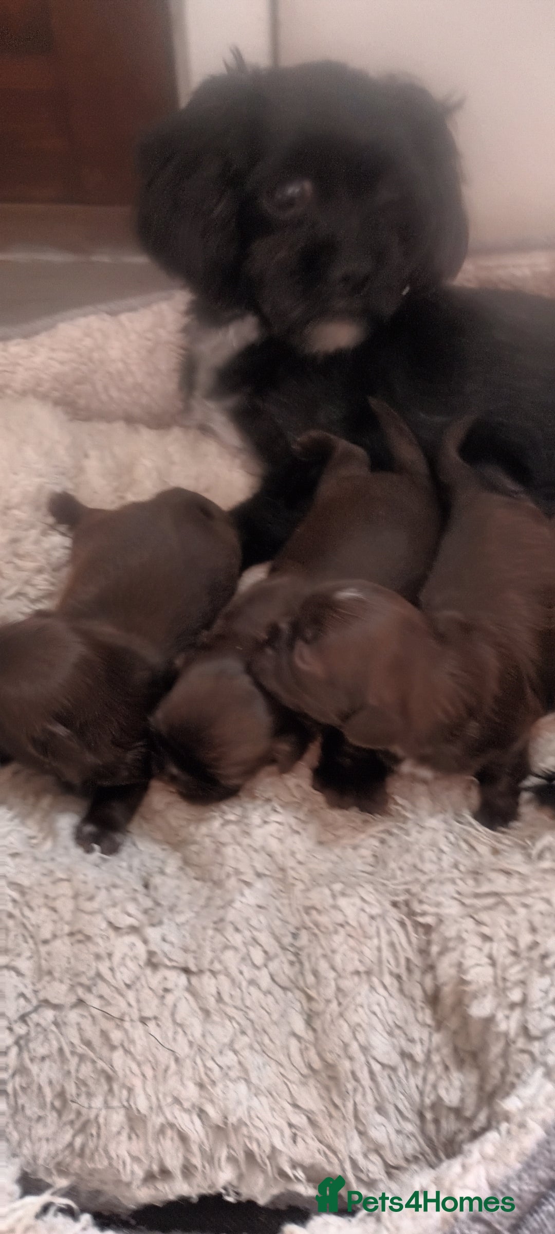 Shihpoo dogs for sale: Shihpoo puppies for sale. - Image 1