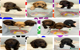 Cocker Spaniel dogs for sale: Cocker spaniel pups KC REG & COUNCIL LICENSED  - Image 15