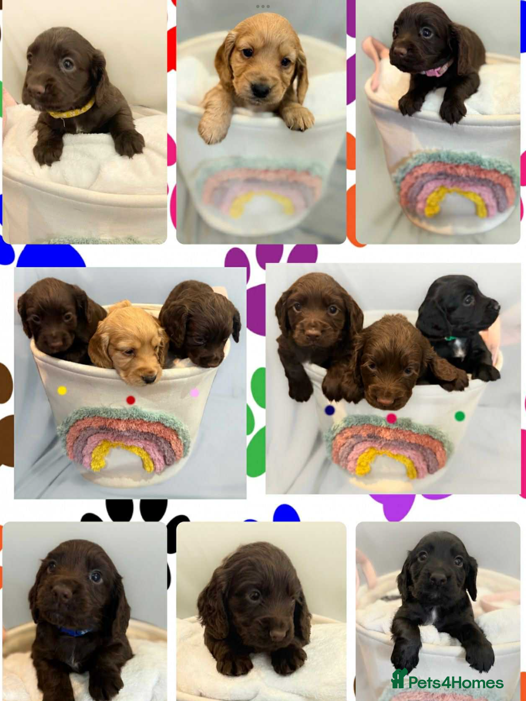 Cocker Spaniel dogs for sale: Cocker spaniel pups KC REG & COUNCIL LICENSED  - Image 15