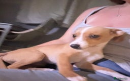 Mixed Breed dogs for sale: Dachshund crossed Jack Russell Chihuahua Puppies!  - Image 7