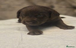 Labrador Retriever dogs for sale: Gorgeous Labrador Puppies – Ready December! - Image 7