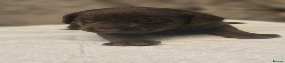 Labrador Retriever Puppy 1