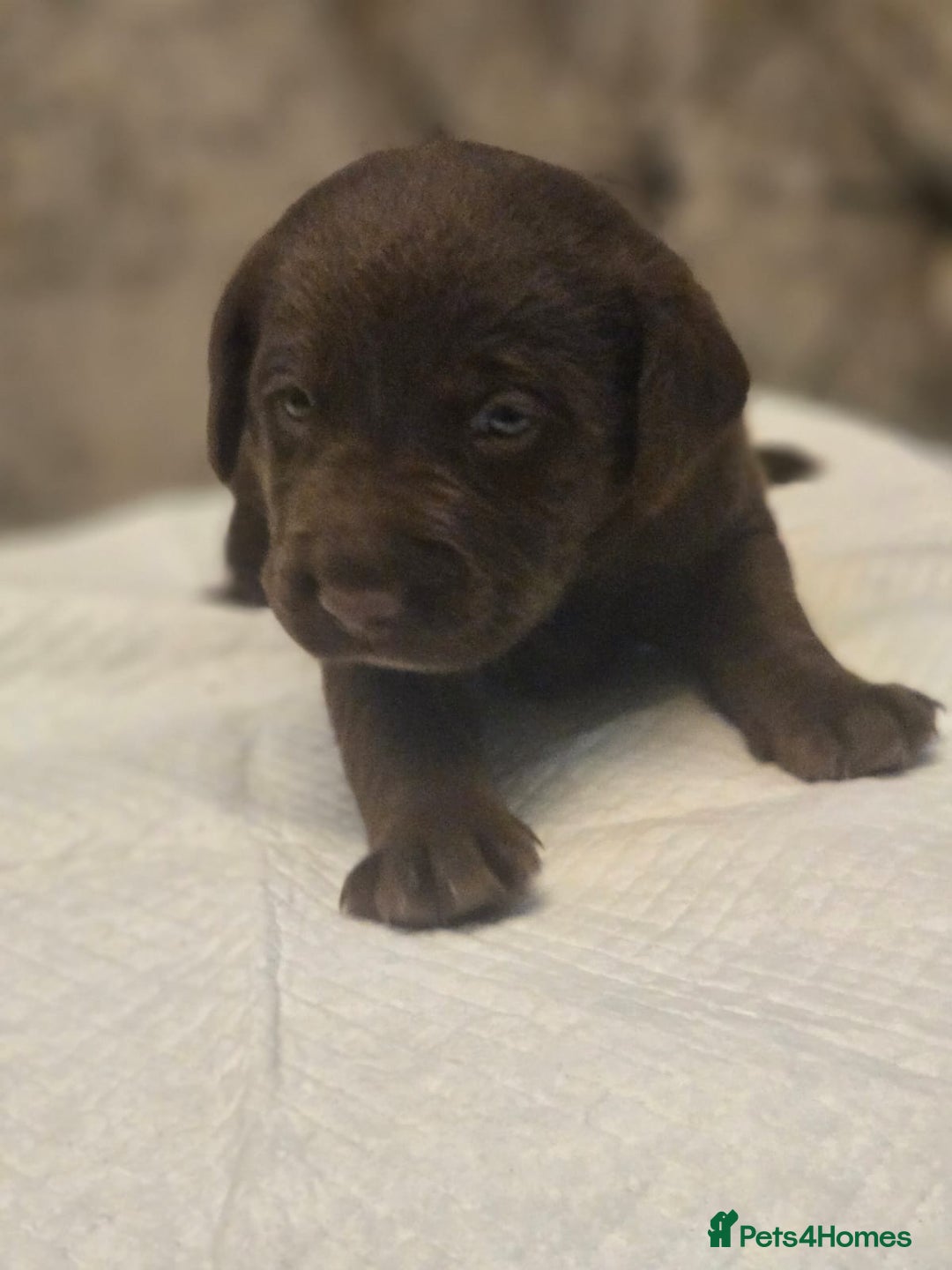 Labrador Retriever dogs for sale: Gorgeous Labrador Puppies – Ready December! - Image 7