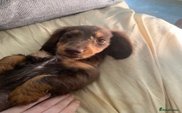 Dachshund dogs for sale: dachshund - Image 5