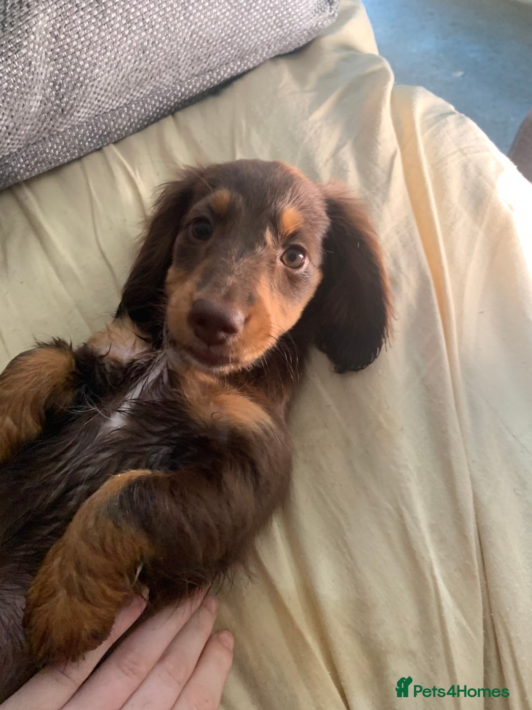 Dachshund dogs for sale: dachshund - Image 5