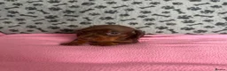 Dachshund dogs for sale: 🐾 Gorgeous Mini Dachshund Puppies-Come meet them! - Advert 3