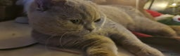 British Shorthair cats for sale: Pure British shorthair female spayed  - Advert 1