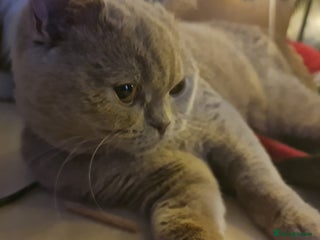 British Shorthair cats Pure British shorthair female spayed - Advert 1