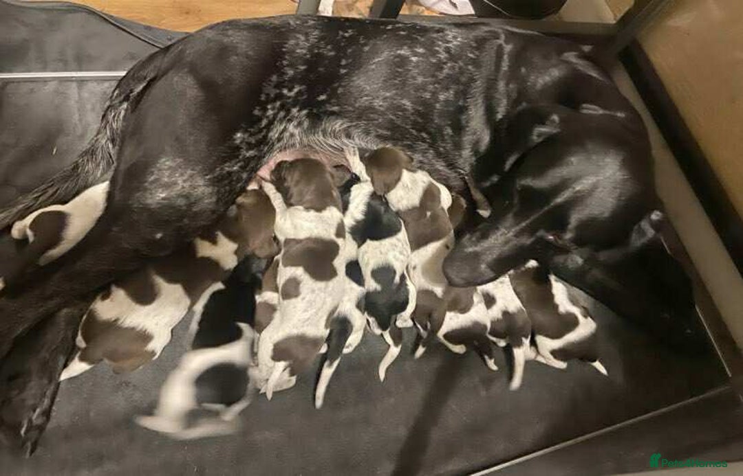German Shorthaired Pointer dogs for sale: Stunning Litter of GSP puppies - Image 17
