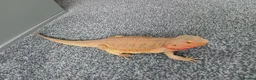 Bearded Dragon reptiles for sale: Female bearded dragon and setup - Advert 4