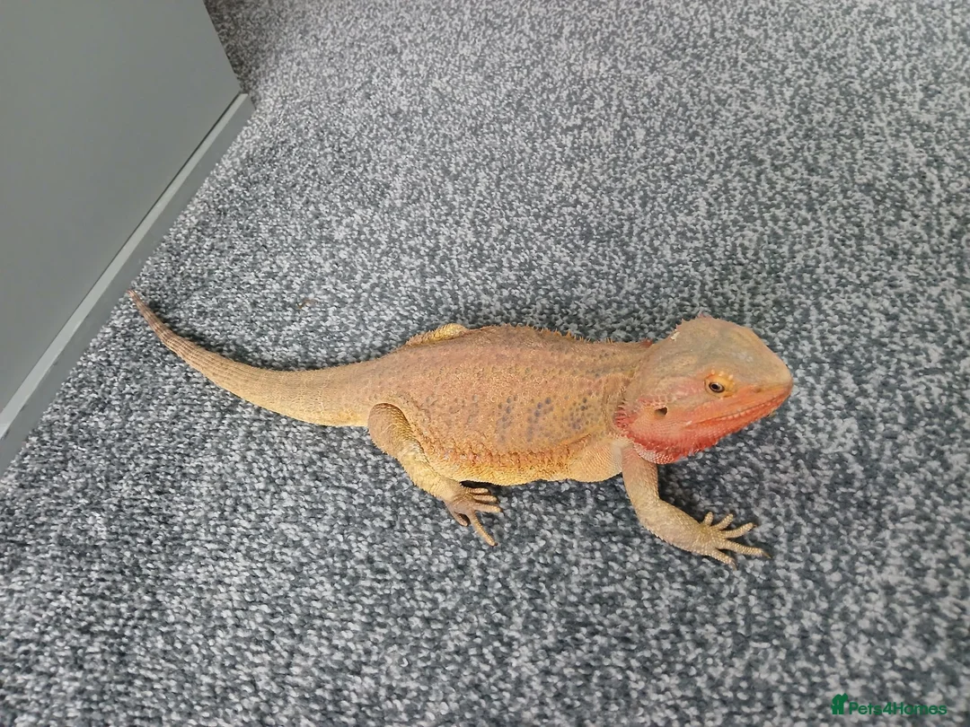 Bearded Dragon reptiles for sale: Female bearded dragon and setup - Advert 4