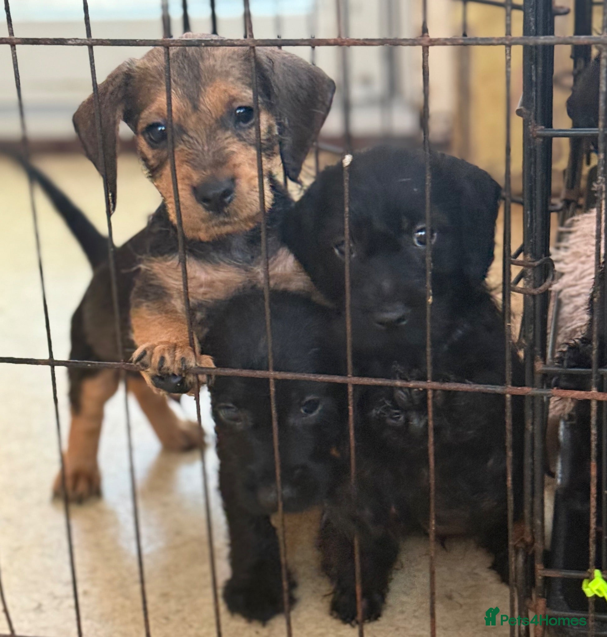 Jackshund dogs 🐾Wire haired dashchund x Jack Russell puppies ❤️  - Advert 1