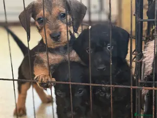 Jackshund dogs 🐾Wire haired dashchund x Jack Russell puppies ❤️ - Advert 12