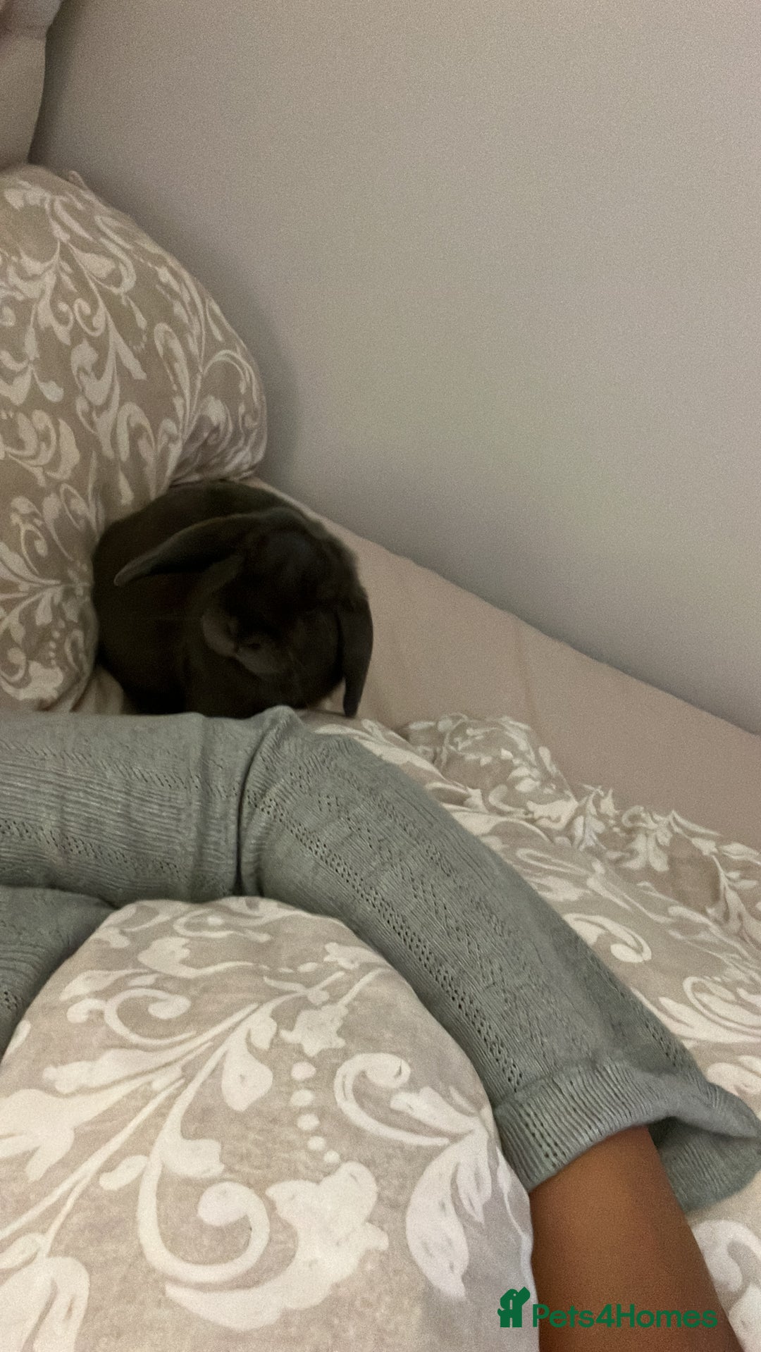 Mini Lop rabbits for sale: 🐰 Ernie the Bunny- looking for a loving new home  - Image 9