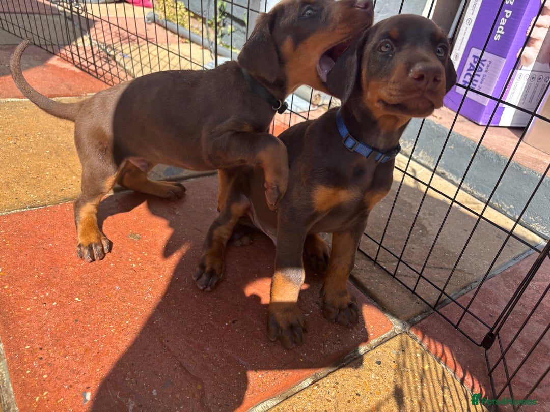 Dobermann dogs for sale: Doberman Puppies For Sale  - Image 22