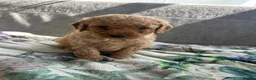 Cockapoo dogs for sale: Teddy bear cockapoos  - Advert 24