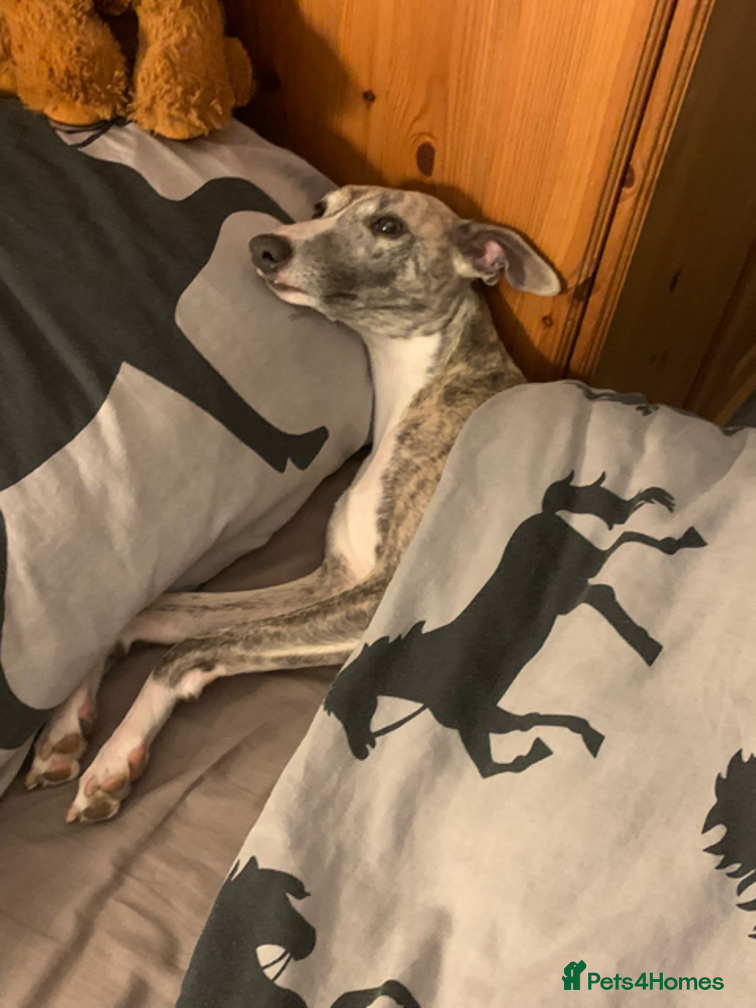 Whippet dogs for sale: Home reared pedigree Whippet Puppies - Advert 5