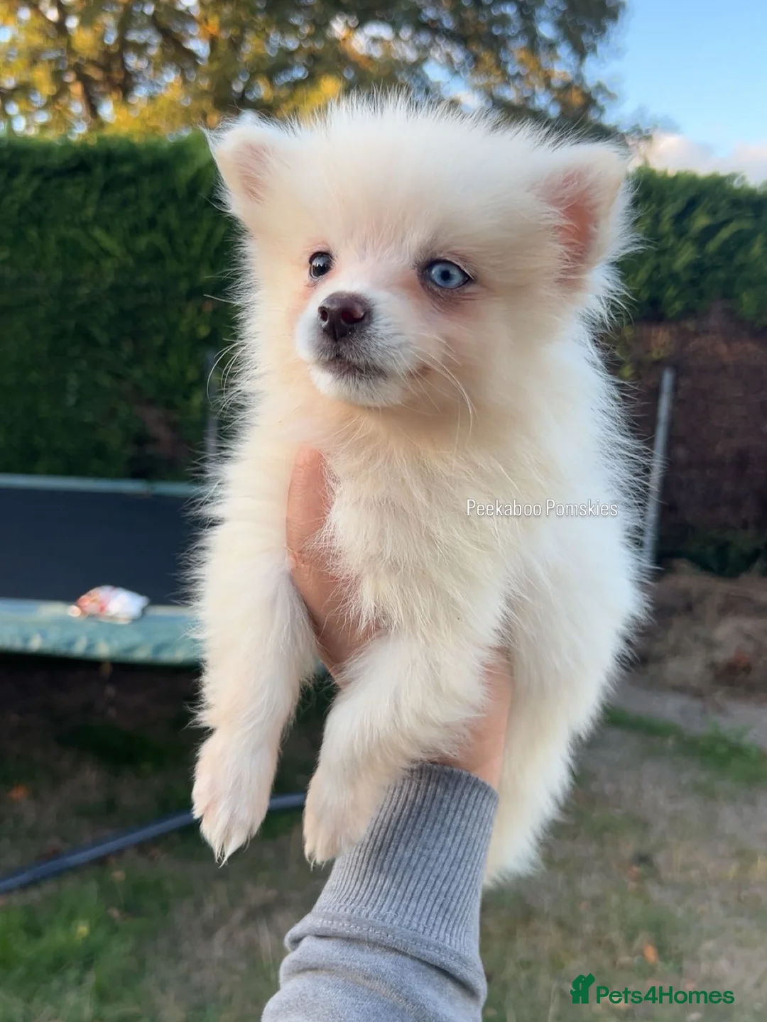 Pomsky dogs for sale: Pomsky Puppies (3) - Advert 1