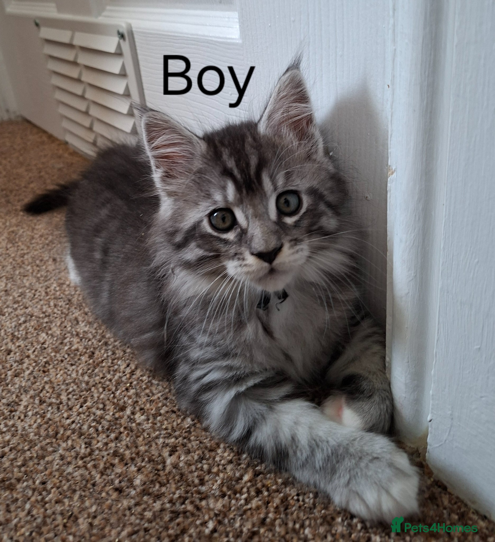 Maine Coon cats 3 Maine Coon kittens. - Advert 3