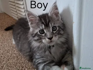 Maine Coon cats 3 Maine Coon kittens. - Advert 1