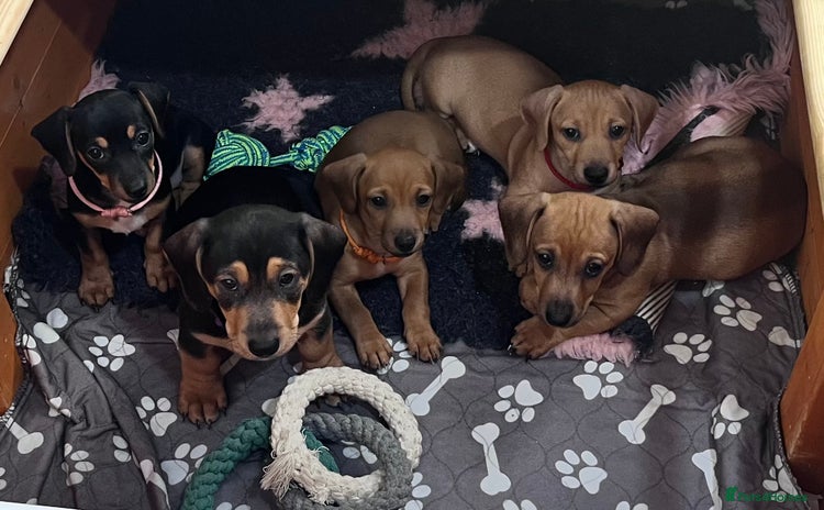 Mixed Breed dogs - Advert 14