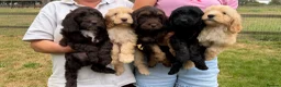Cockapoo dogs for sale: Stunning F1 Cockapoos looking for 5⭐️ homes!  - Advert 4