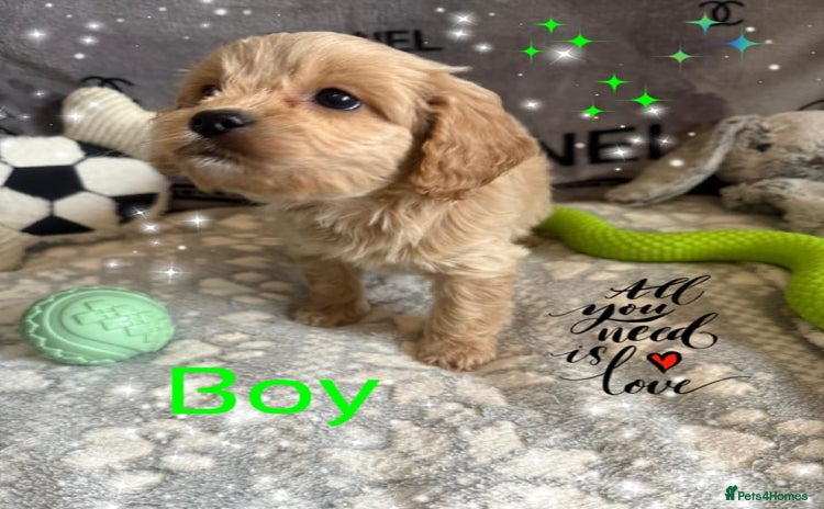 Cavapoo dogs - Advert 2