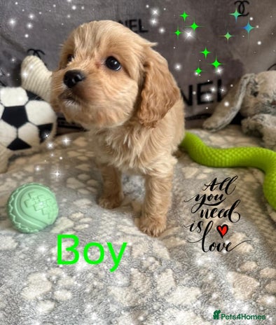 Cavapoo dogs - Advert 2