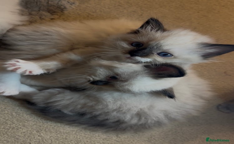 Ragdoll cats - Advert 4