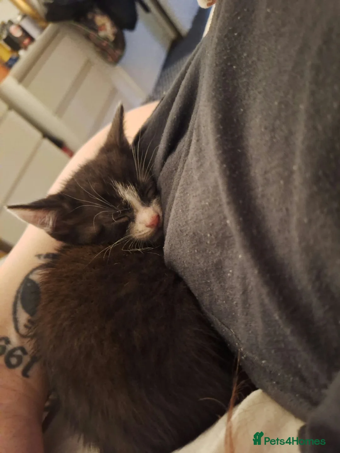 Mixed Breed cats for sale: Black and white boy ready to go to forever home 😻 in Bolton - Advert 5